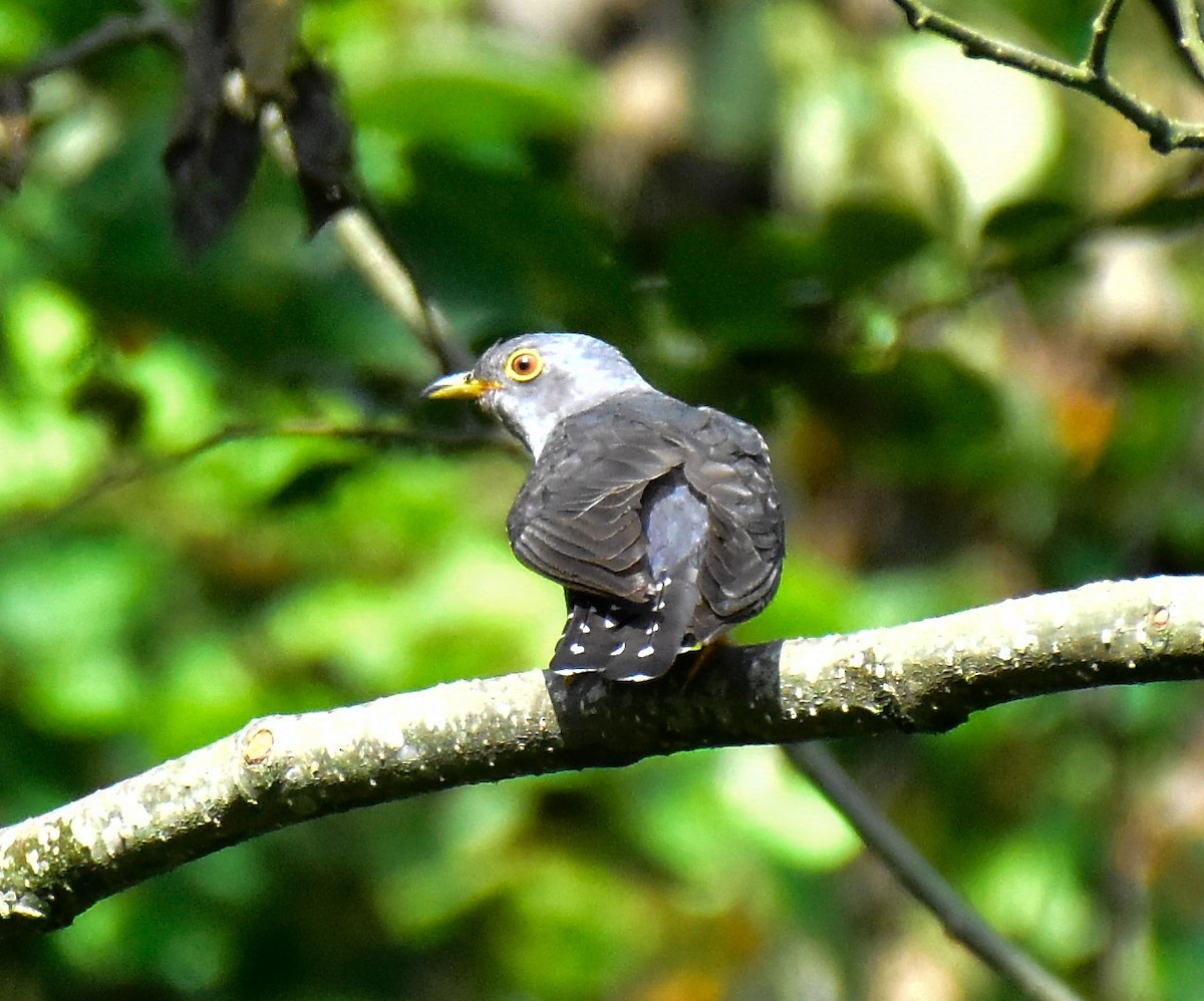 Himalayan Cuckoo - ML580588901