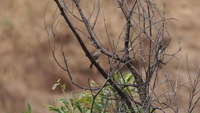 Rufous-crowned Sparrow - ML580589221