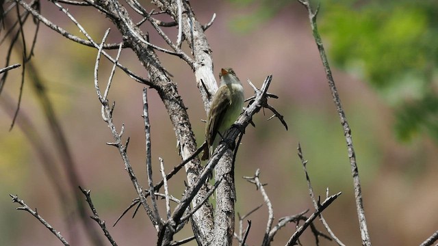 Willow Flycatcher - ML580589251