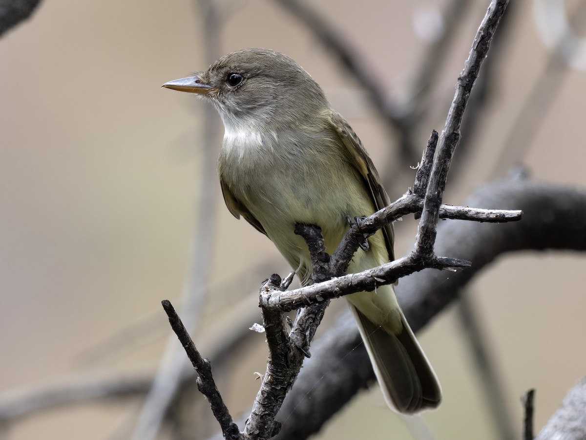 Willow Flycatcher - ML580589281