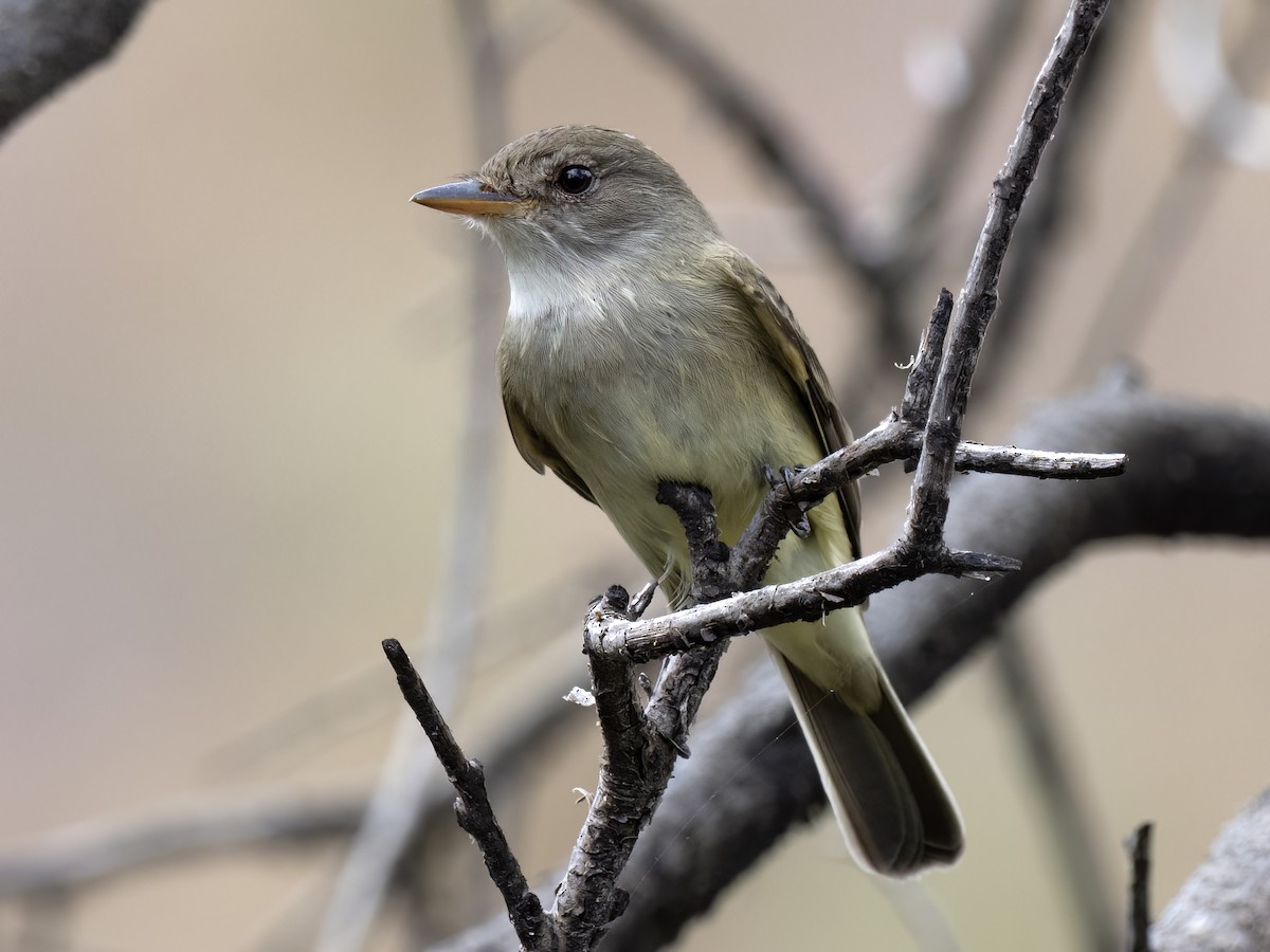 Willow Flycatcher - ML580589301