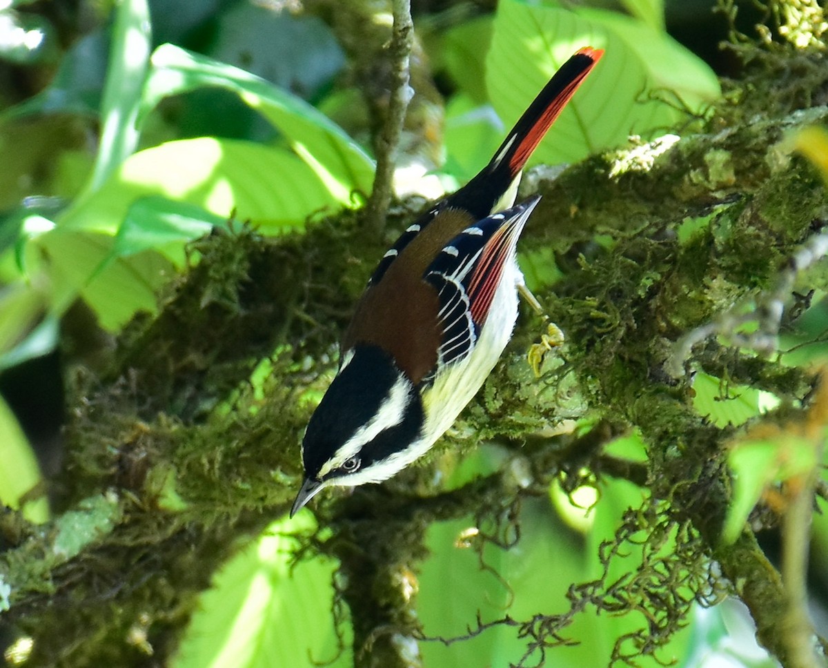 Red-tailed Minla - ML580589471