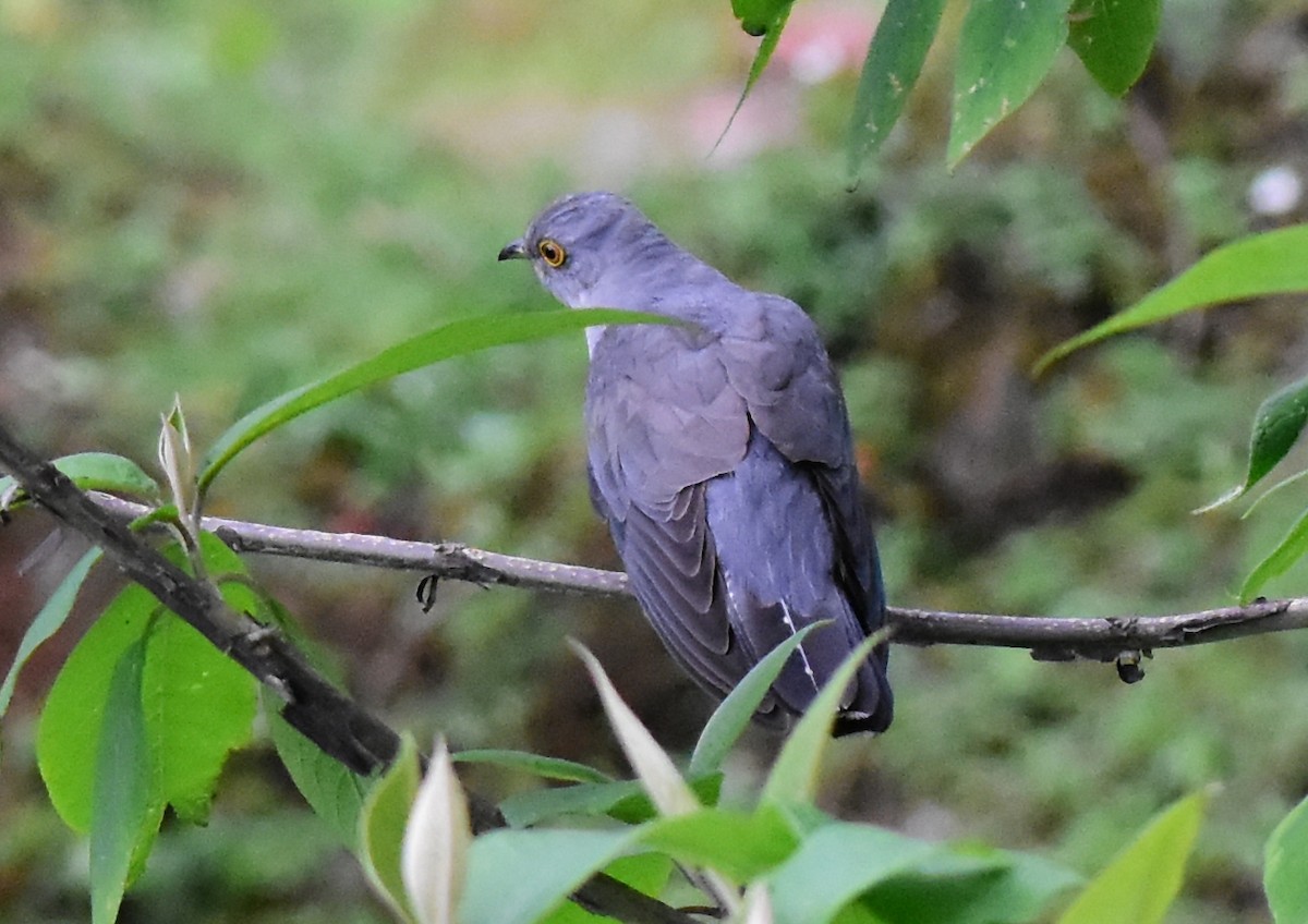 Himalayan Cuckoo - ML580589651