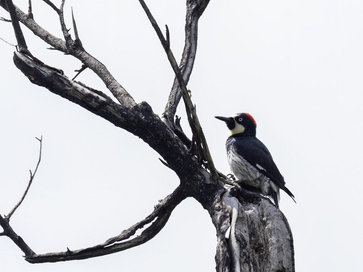 Acorn Woodpecker - ML580589661