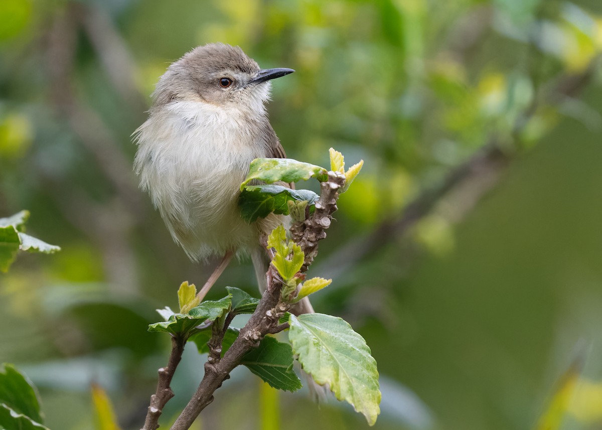 Tawny-flanked Prinia - Ayuwat Jearwattanakanok