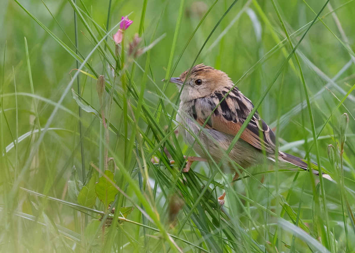 Ethiopian Cisticola - Ayuwat Jearwattanakanok