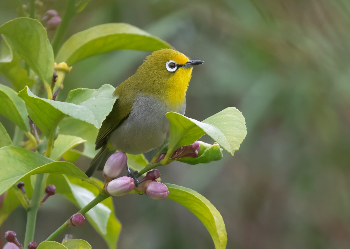 Ethiopian White-eye - Ayuwat Jearwattanakanok