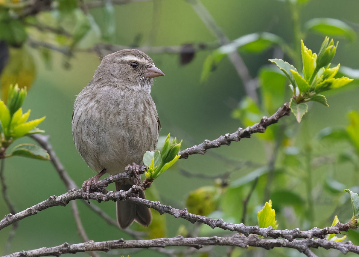 Brown-rumped Seedeater - Ayuwat Jearwattanakanok