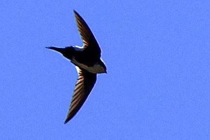 White-throated Swift - gene collins