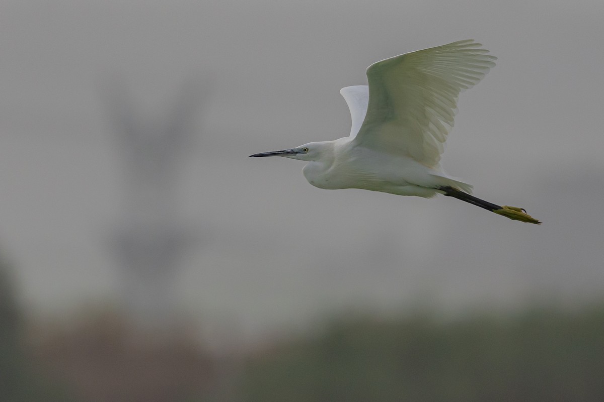 Aigrette garzette - ML580595891