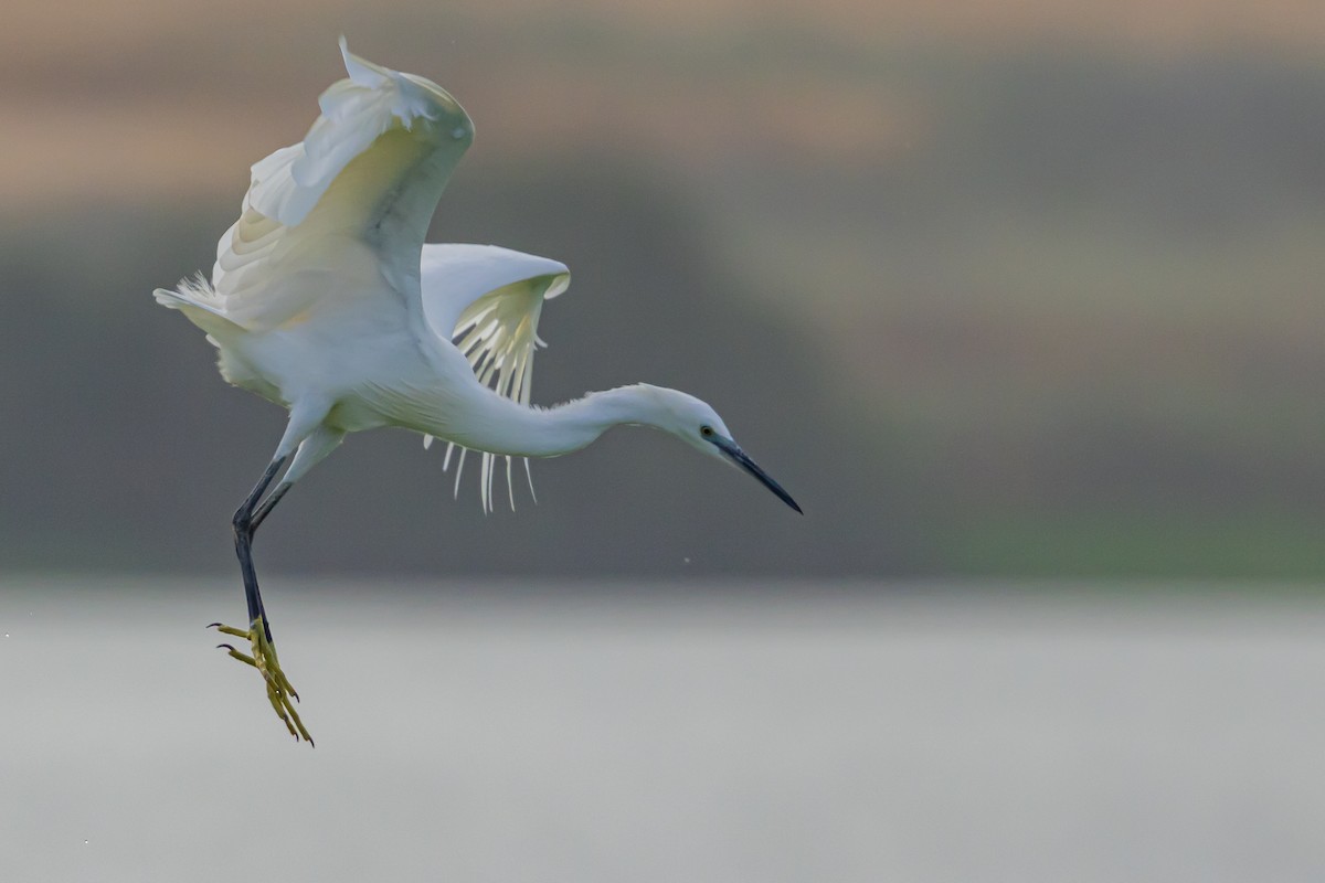 Aigrette garzette - ML580595901