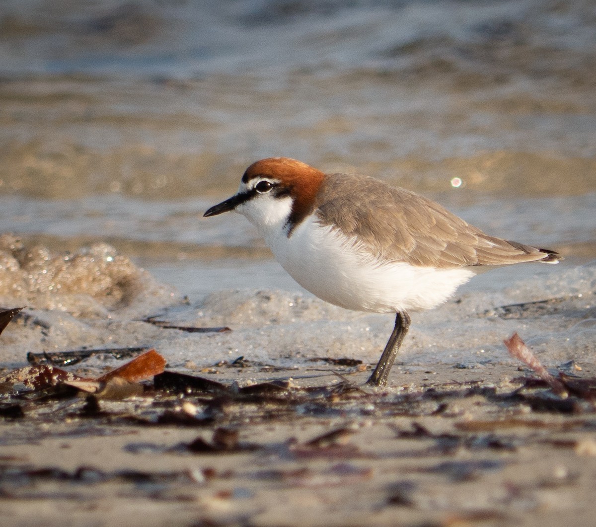 Red-capped Plover - ML580597161