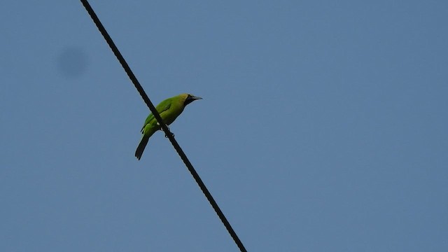 Jerdon's Leafbird - ML580597691