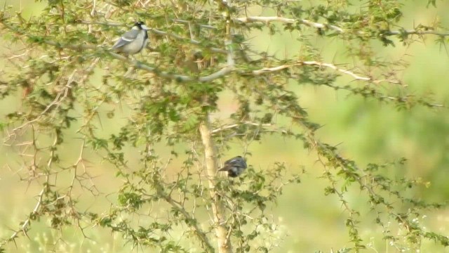 Asian Tit (Cinereous) - ML580597901