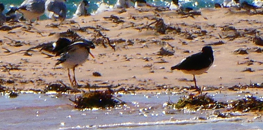 Pied Oystercatcher - ML580598661