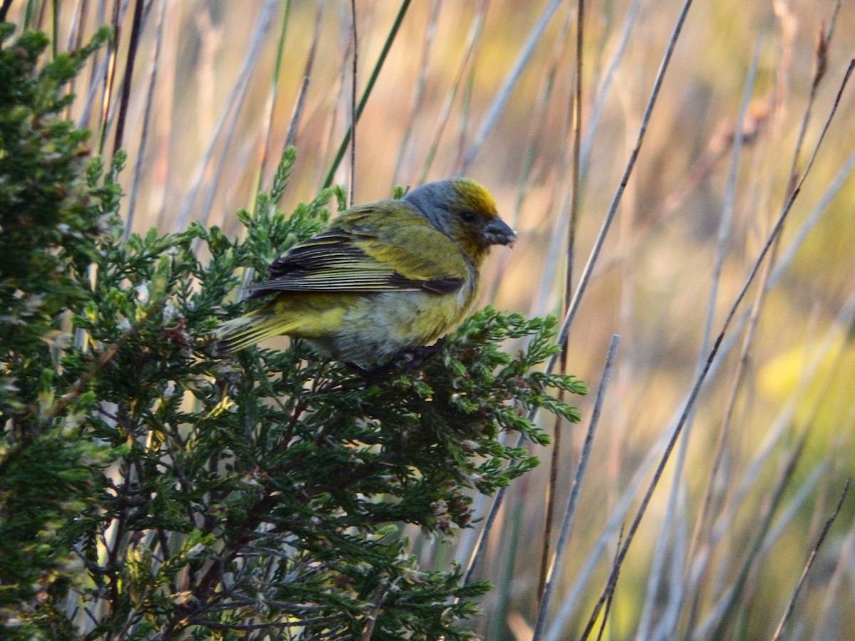 Cape Canary - ML580599551