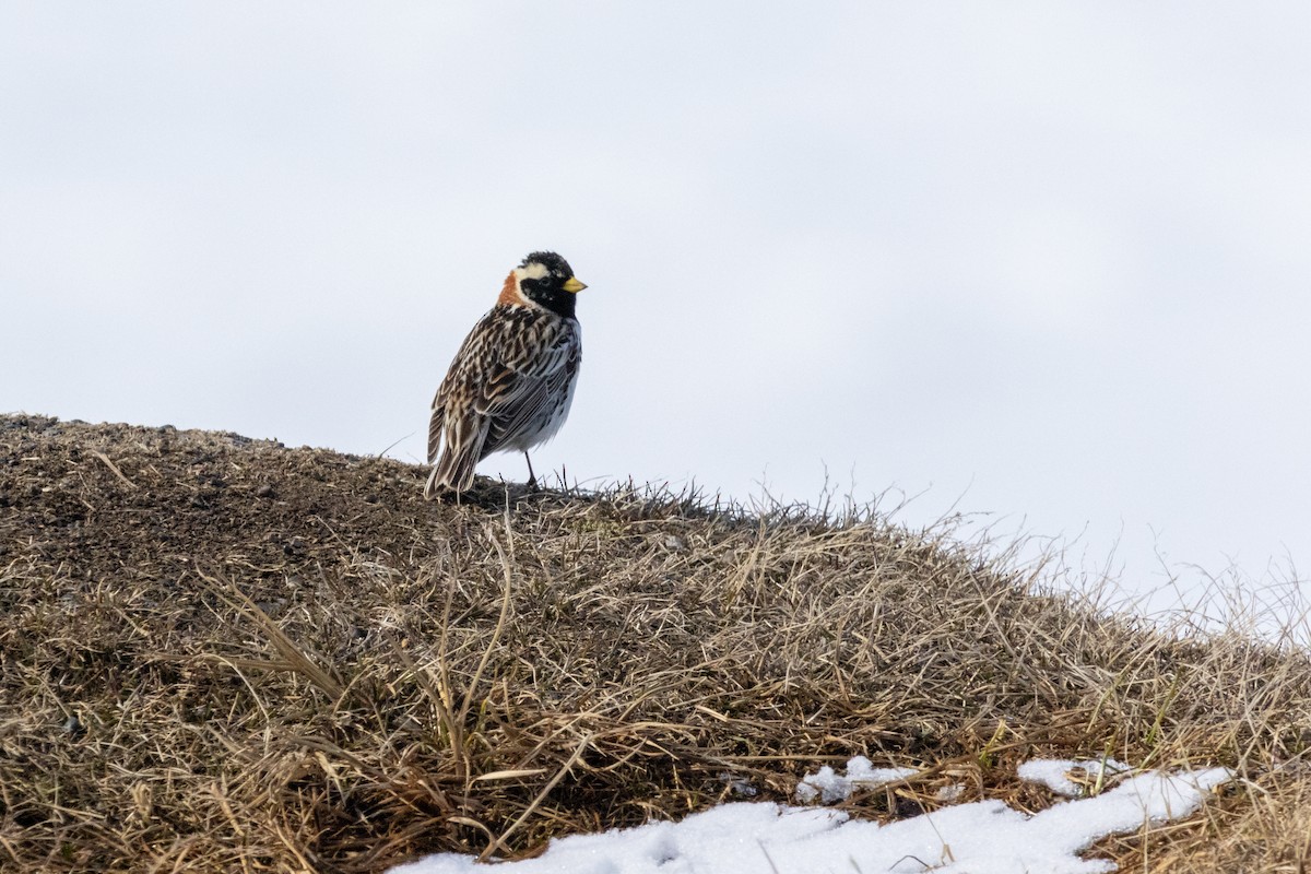 Lapland Longspur - ML580599581