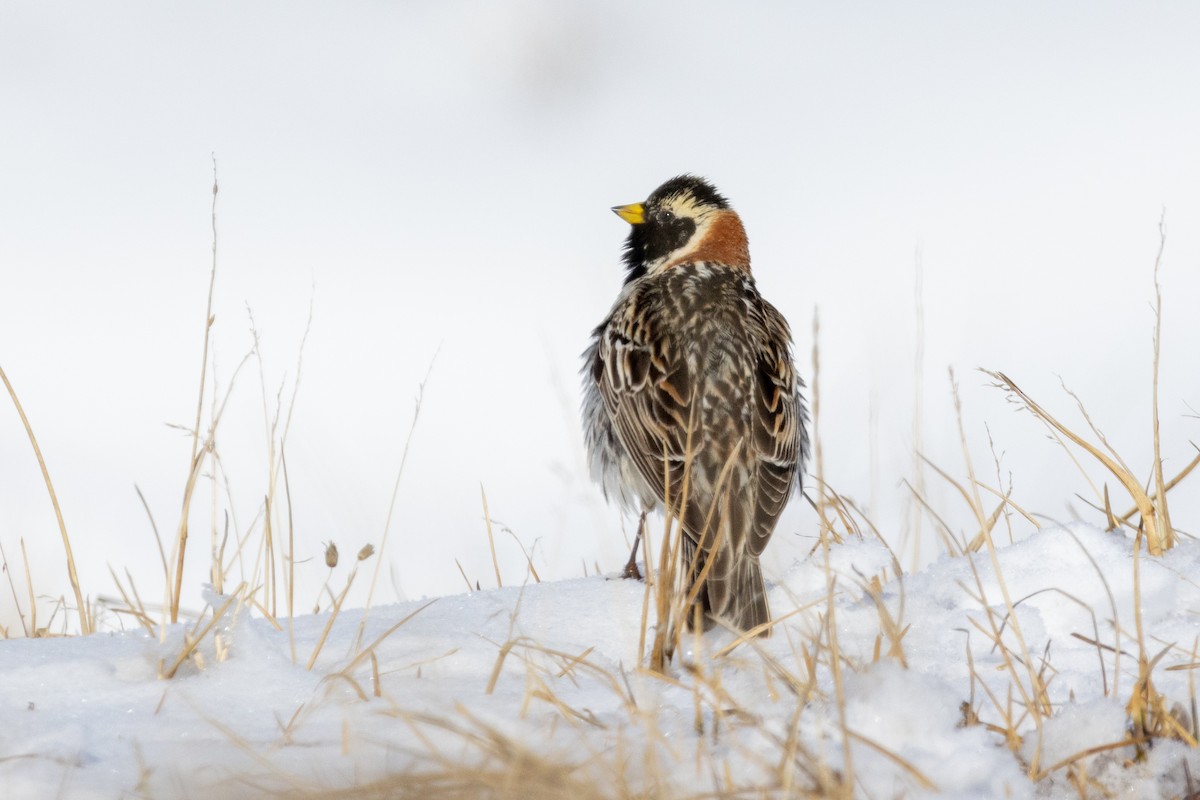 Lapland Longspur - ML580599591