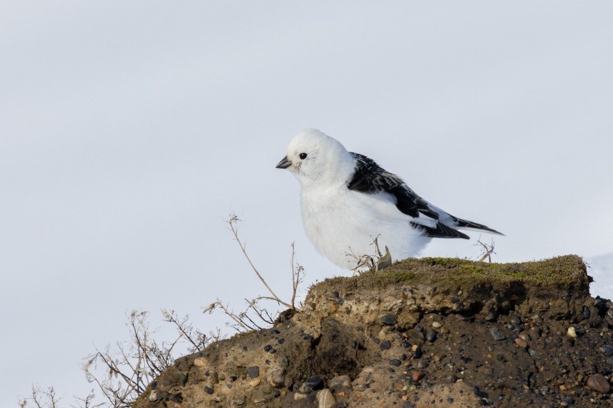 Snow Bunting - ML580599601