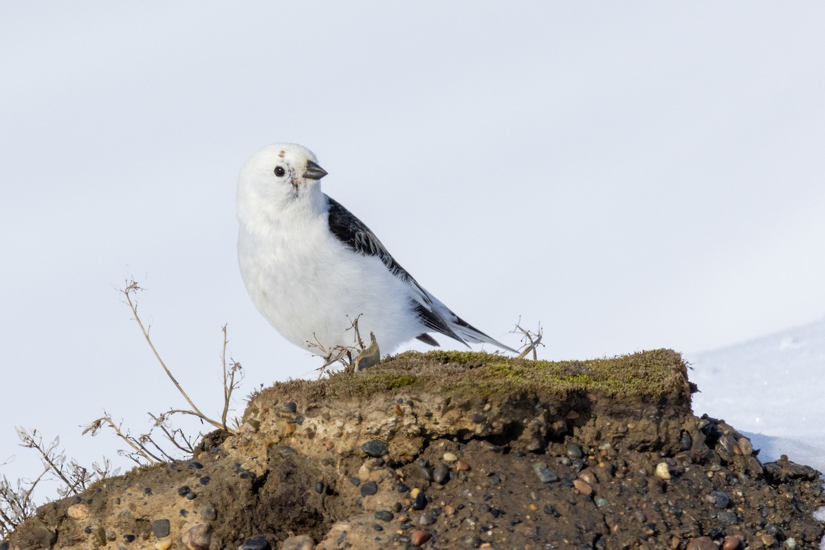 Snow Bunting - ML580599611