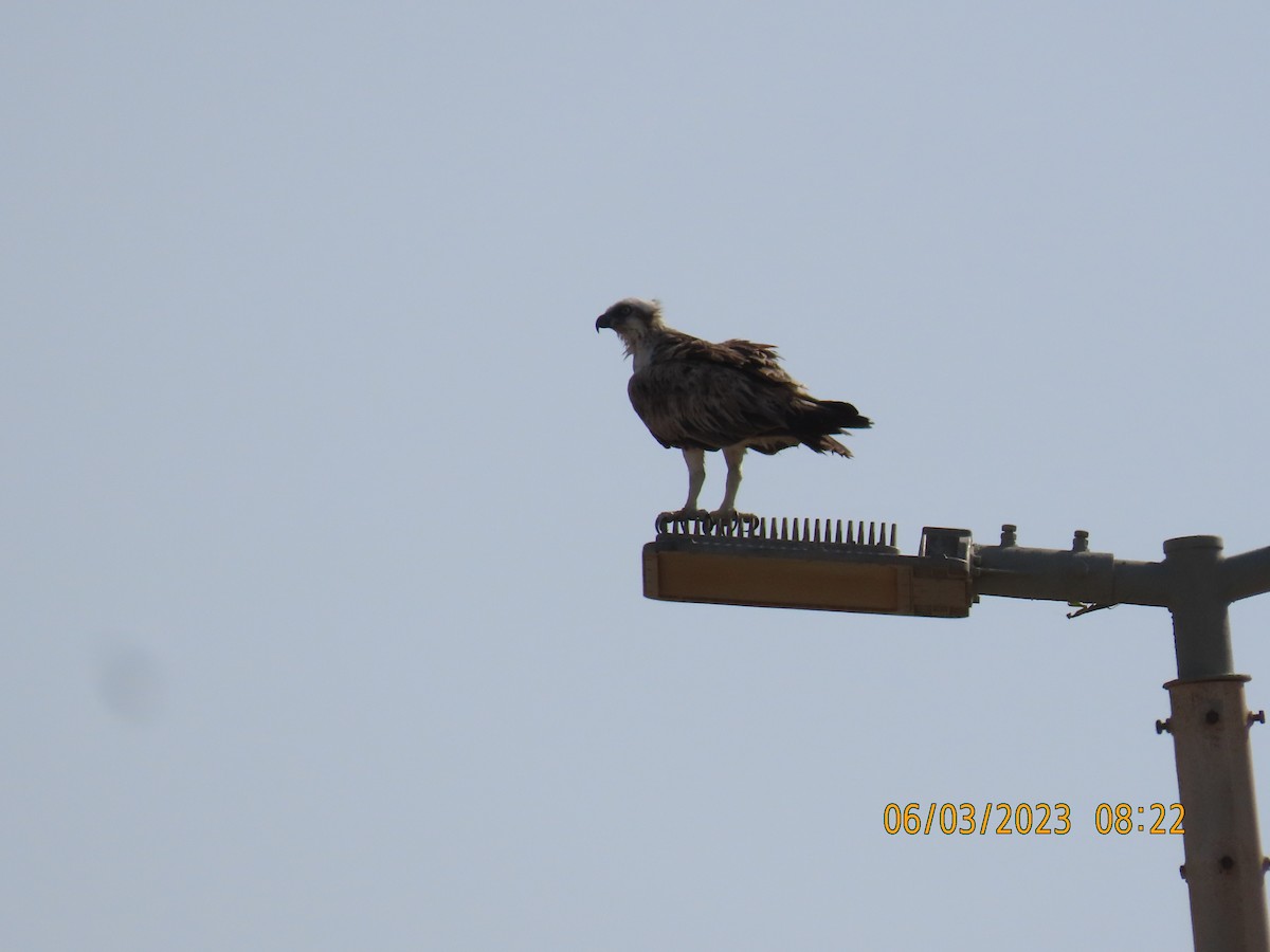 Águila Pescadora - ML580600641