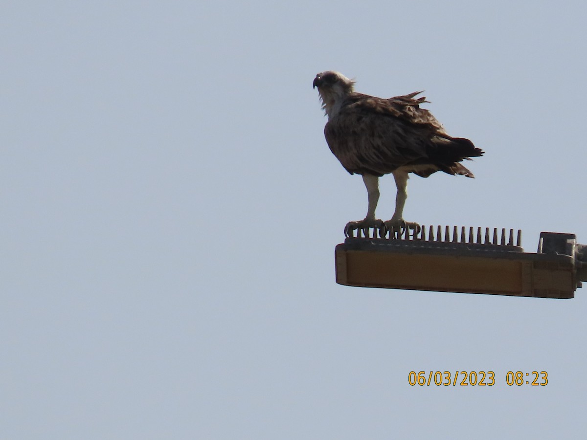 Águila Pescadora - ML580600651