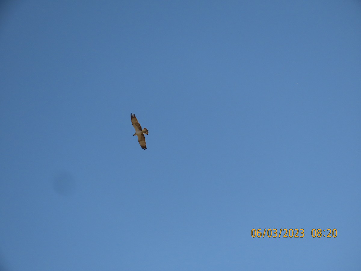 Águila Pescadora - ML580600661