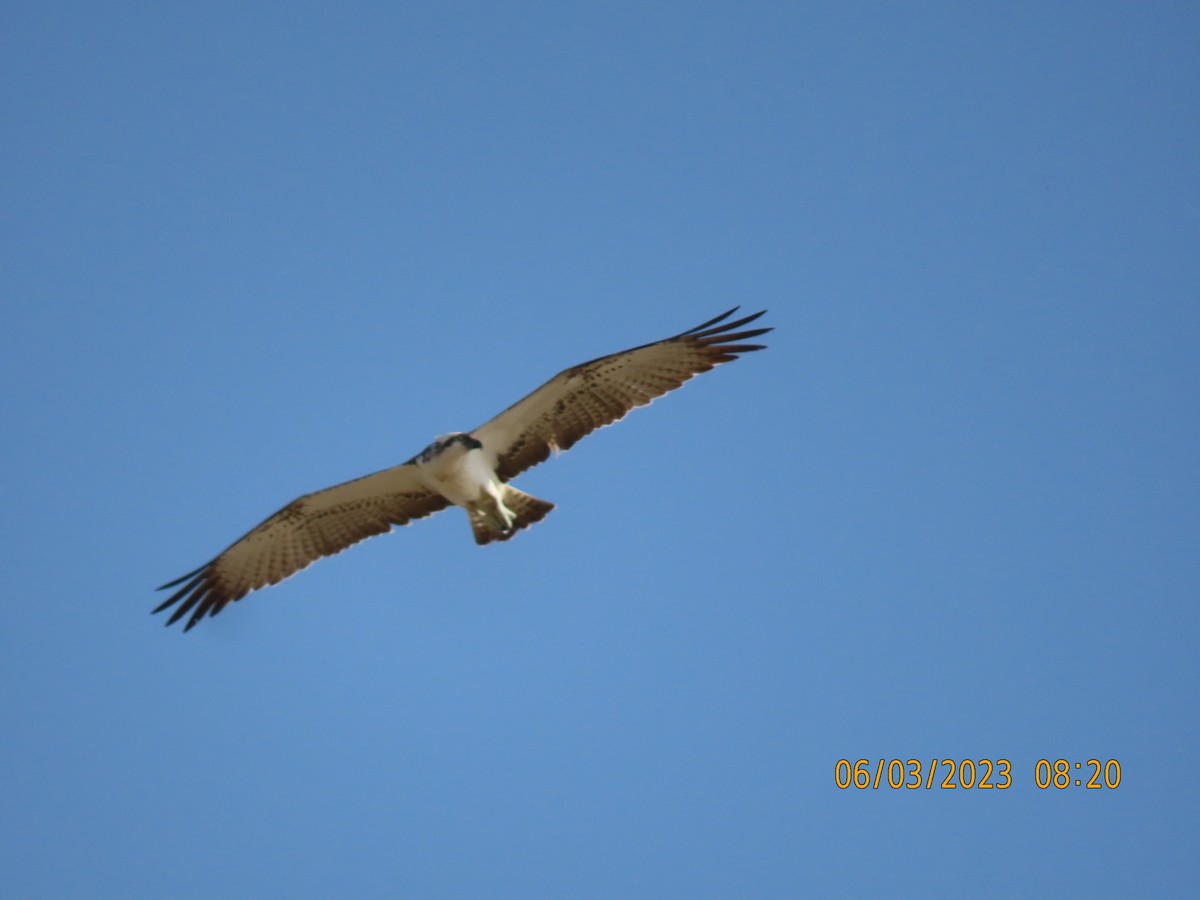 Águila Pescadora - ML580600671