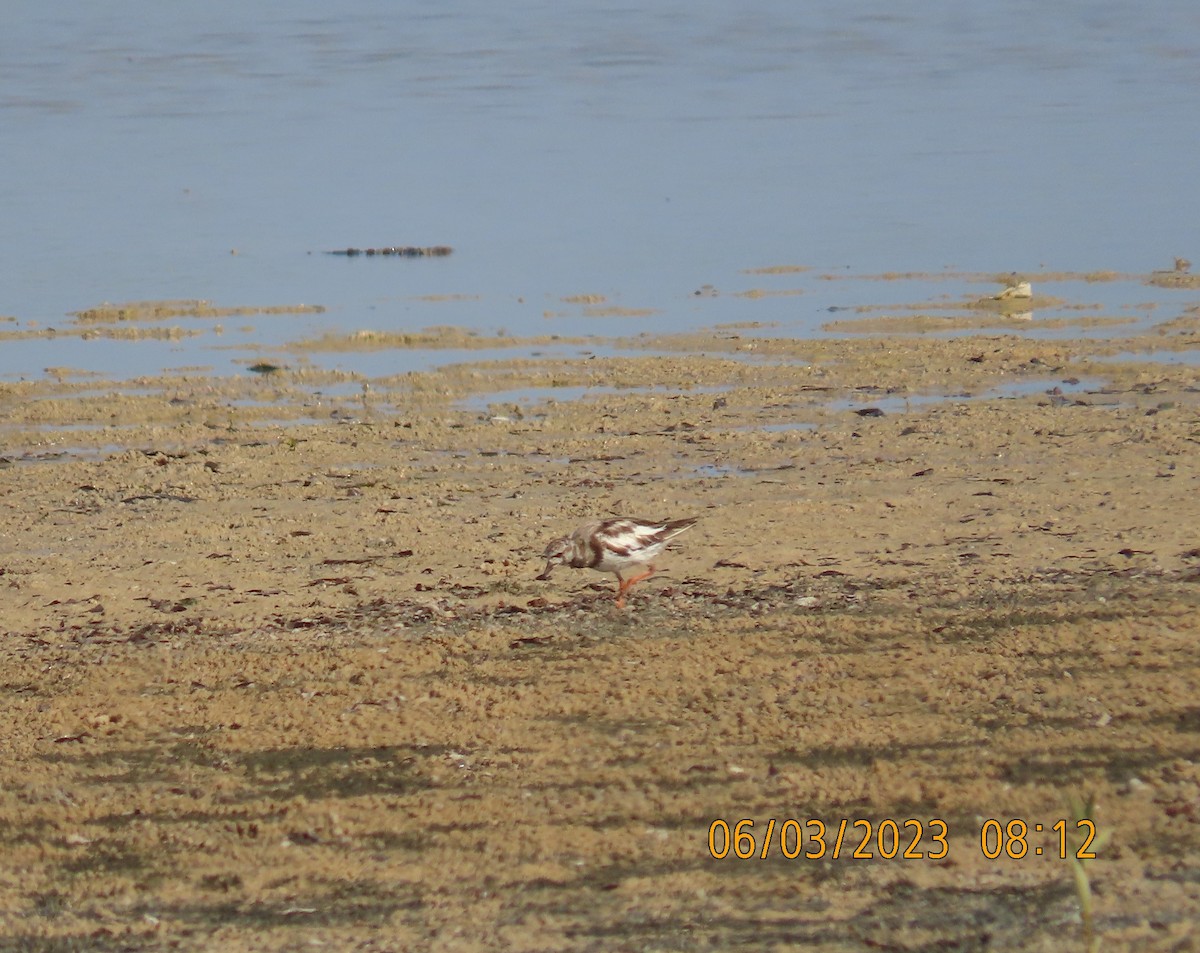 Ruddy Turnstone - ML580602211