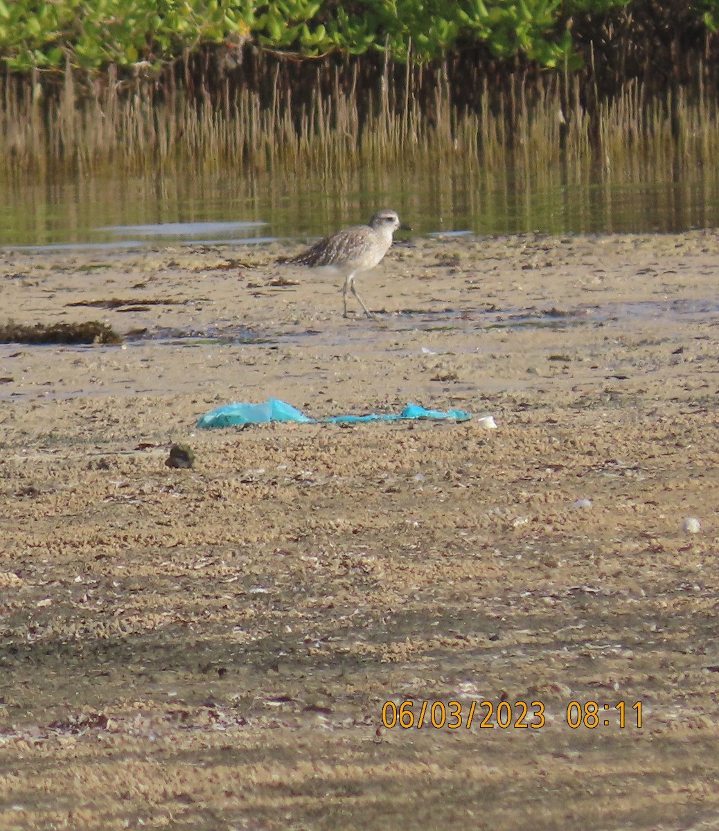 Black-bellied Plover - ML580602481