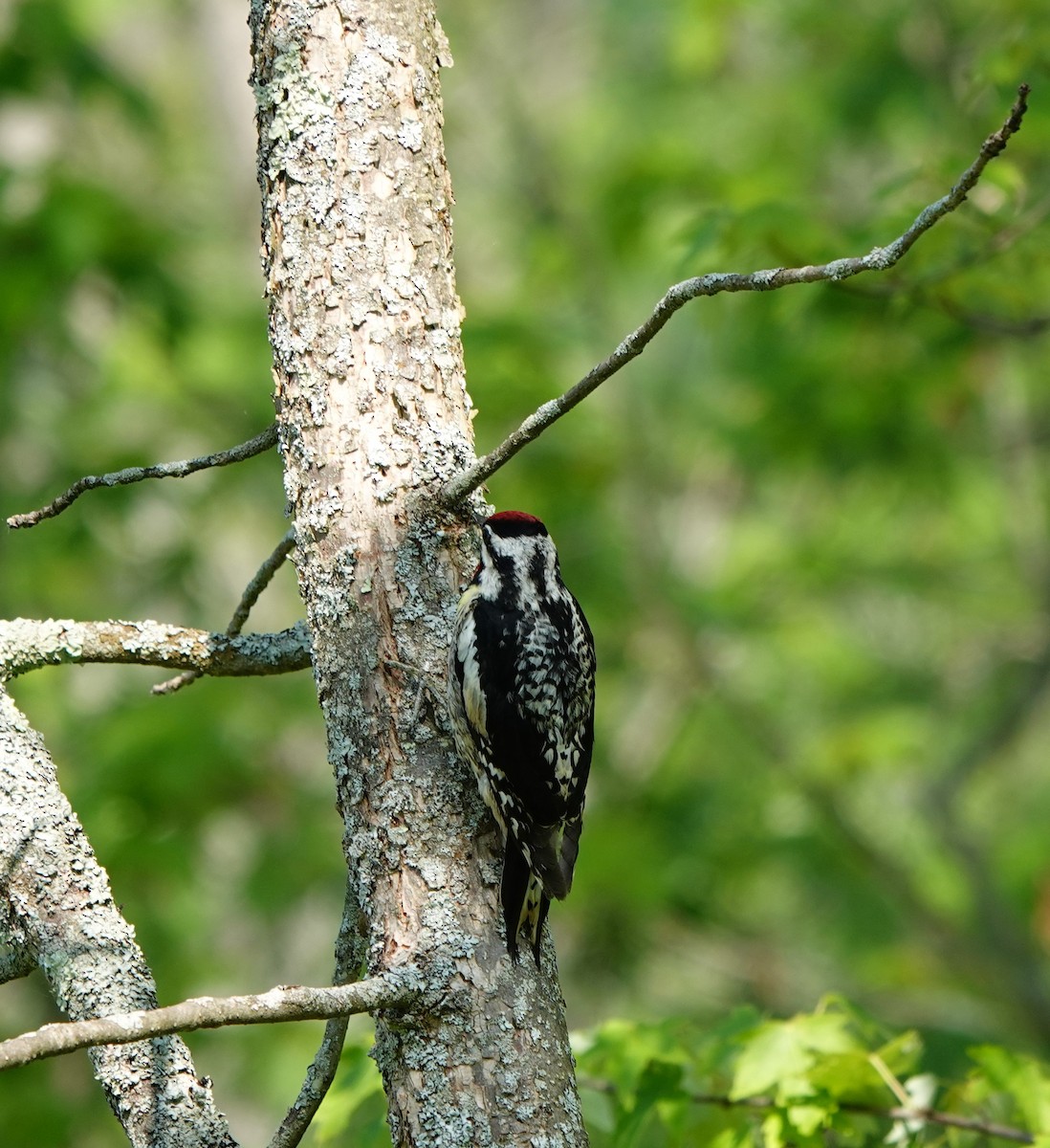 Yellow-bellied Sapsucker - ML580602591