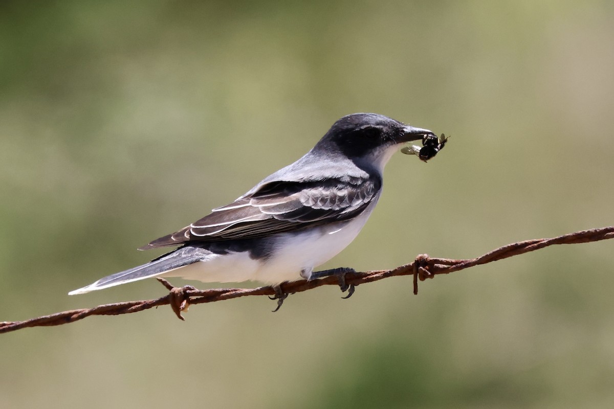 Eastern Kingbird - Alice Church