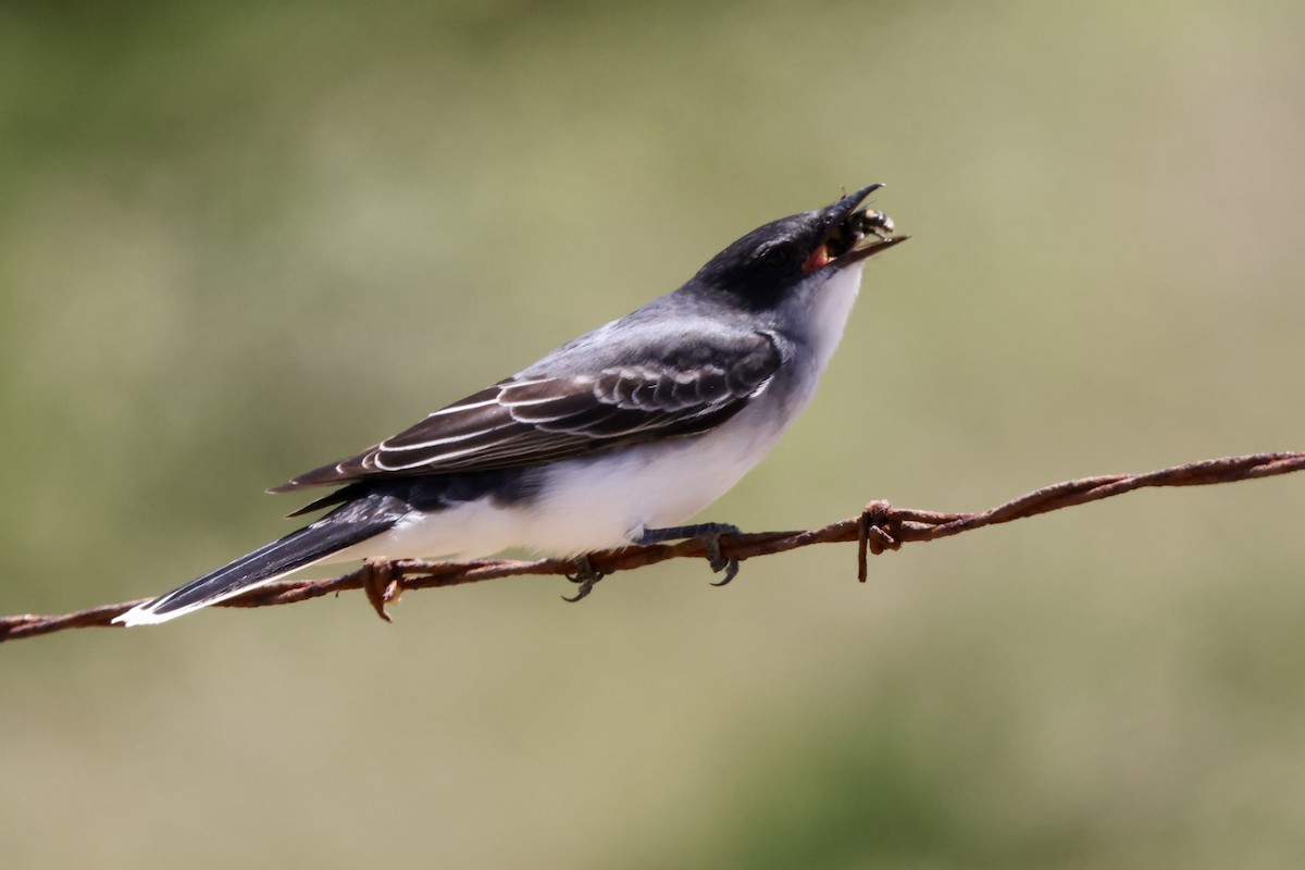 Eastern Kingbird - ML580603521