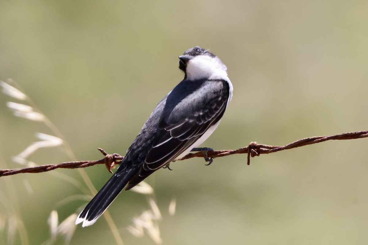 Eastern Kingbird - ML580603551