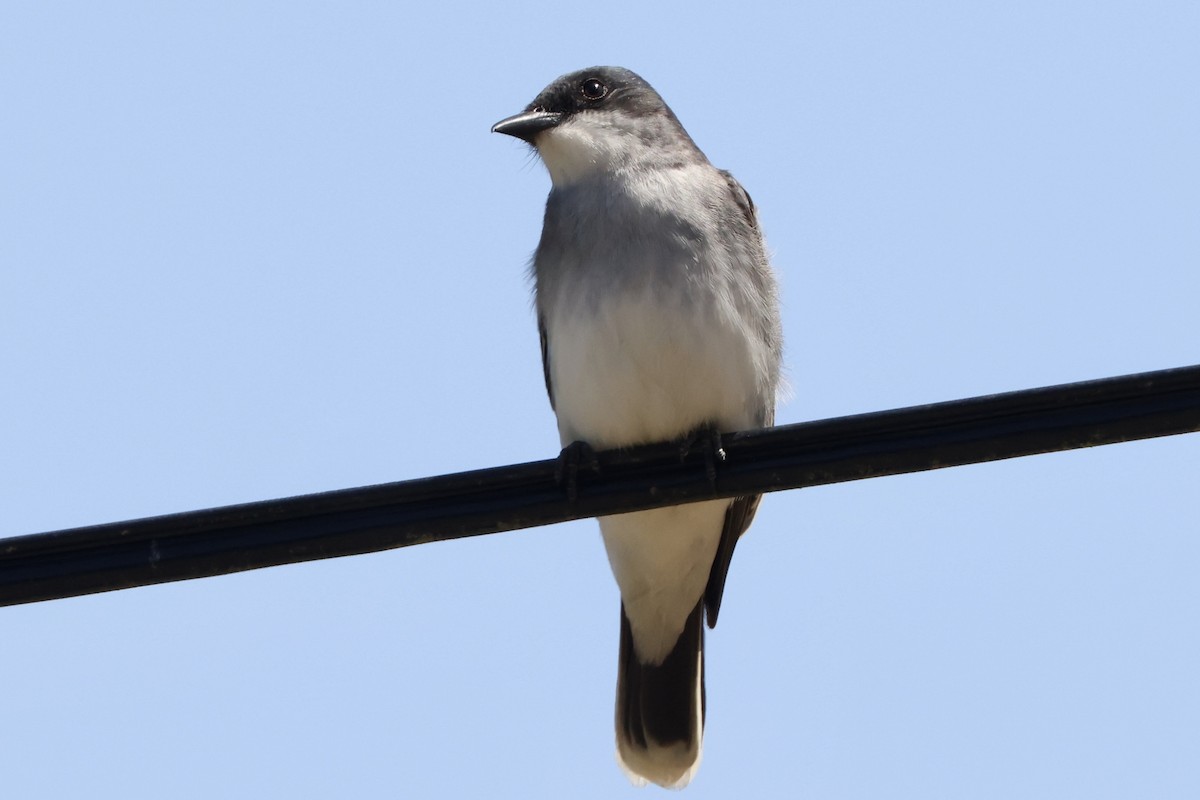 Eastern Kingbird - ML580603601