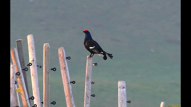 Black Grouse - ML580603801