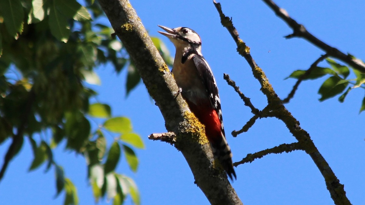 Great Spotted Woodpecker - ML580604181
