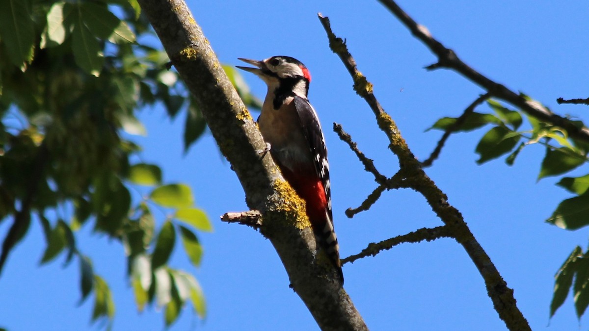 Great Spotted Woodpecker - ML580604191