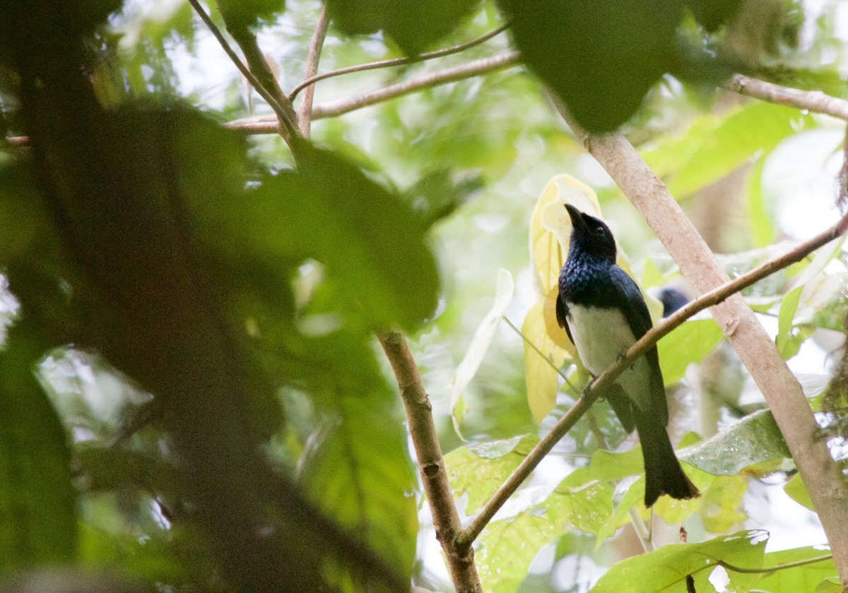 filippinerdrongo (mirabilis) - ML580604881