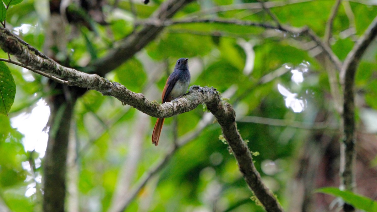 Abanico Cabeciazul de las Bisayas - ML580604891