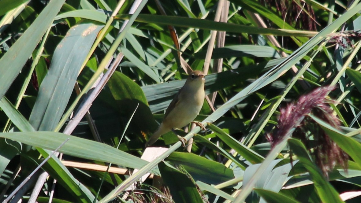 Common Reed Warbler - ML580605031