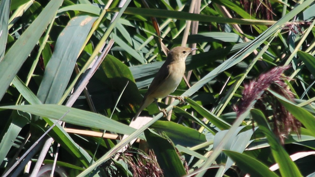 Common Reed Warbler - ML580605041