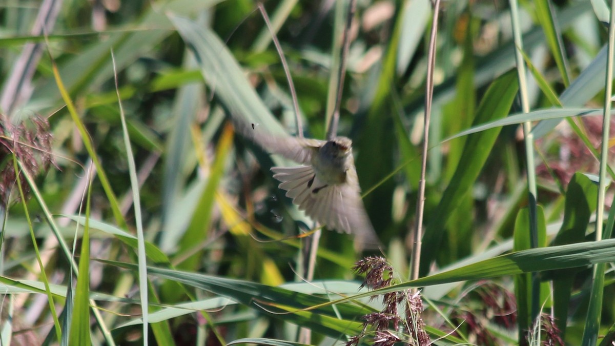 Common Reed Warbler - ML580605051