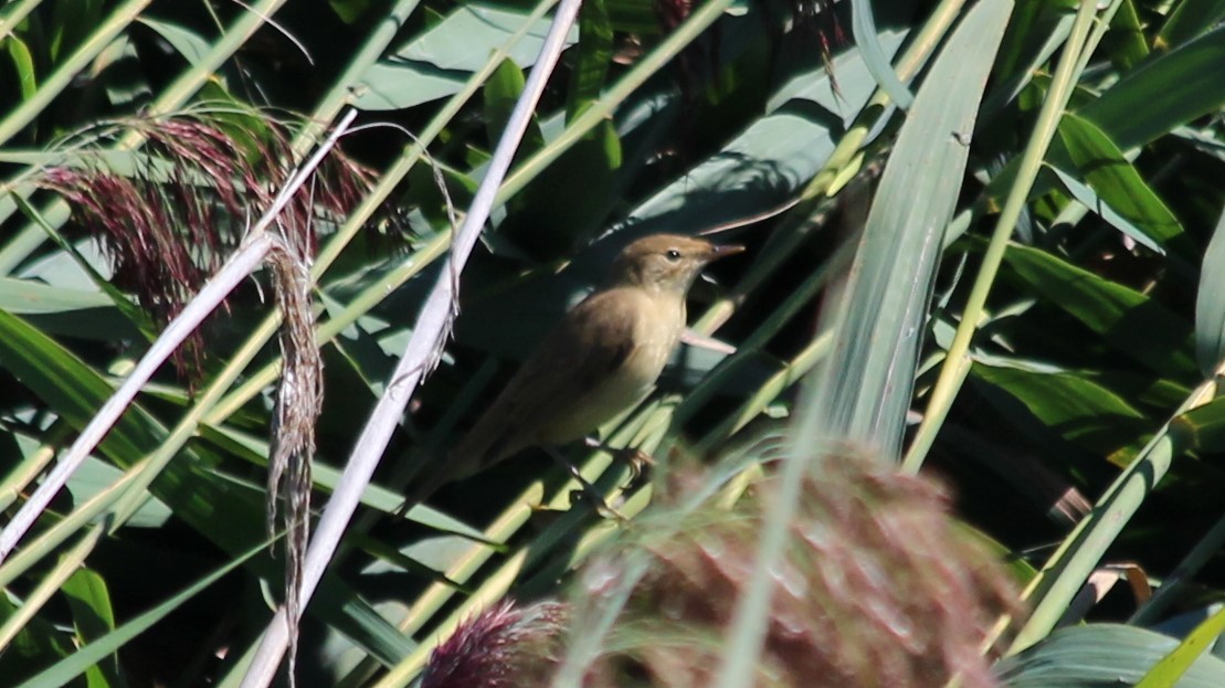 Common Reed Warbler - ML580605061