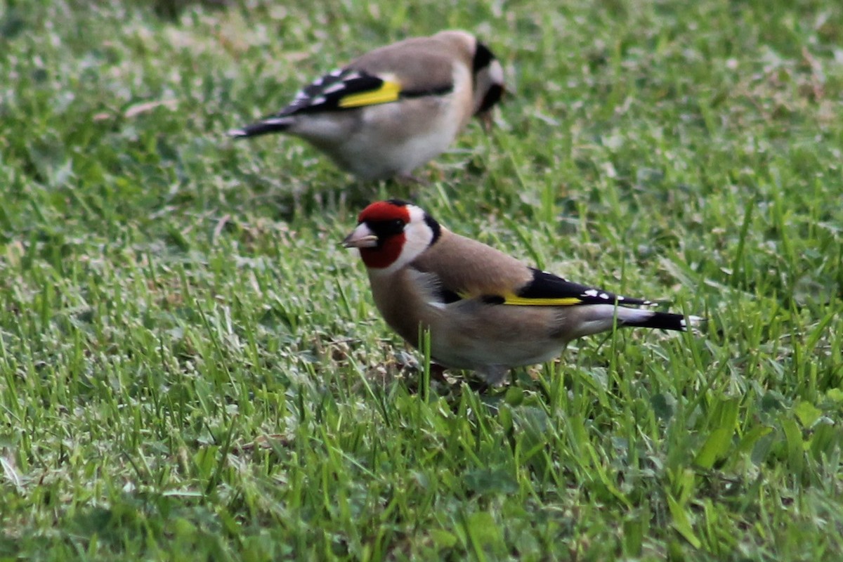 stillits - ML580605591