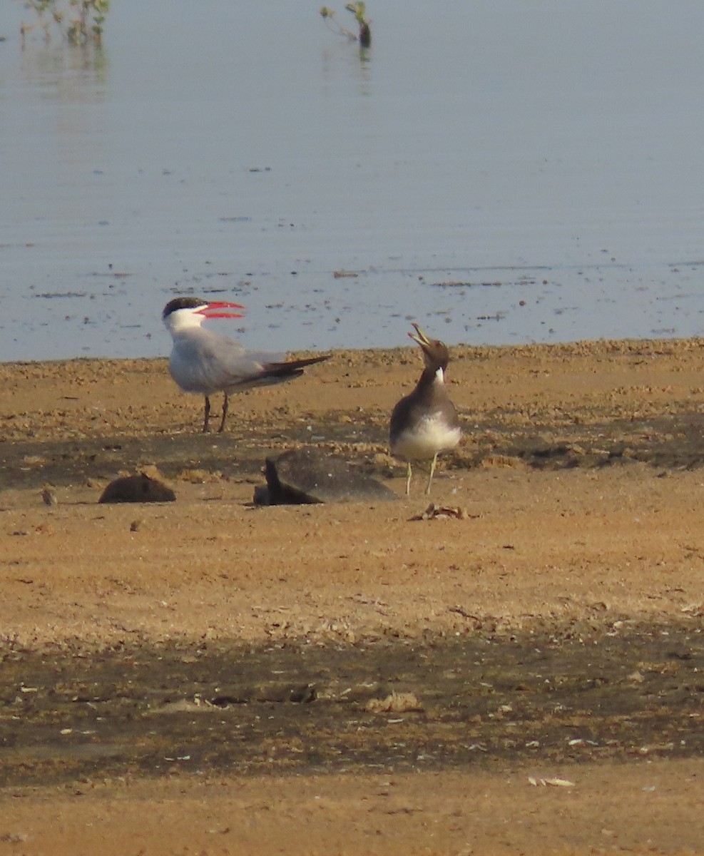 Sooty Gull - ML580605611