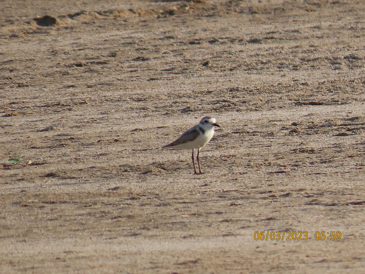 Kentish Plover - ML580605631