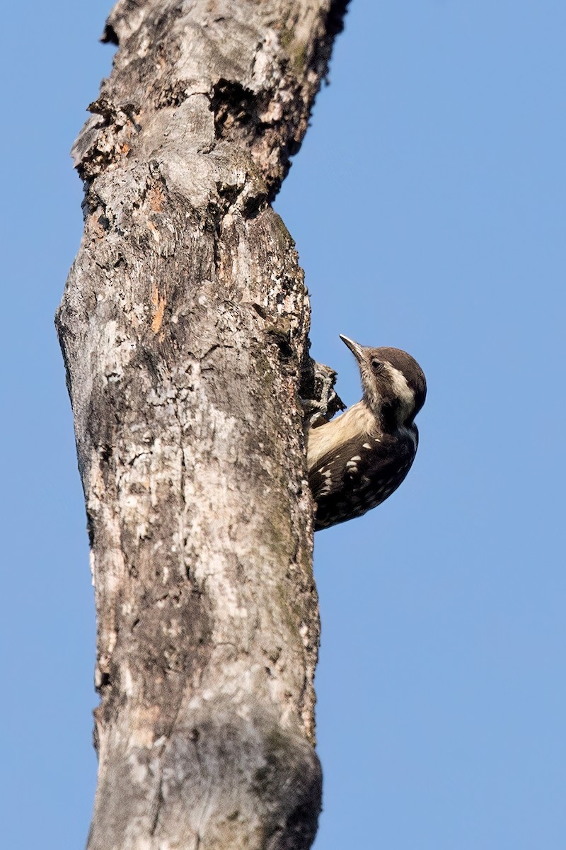 Brown-capped Pygmy Woodpecker - ML580605741