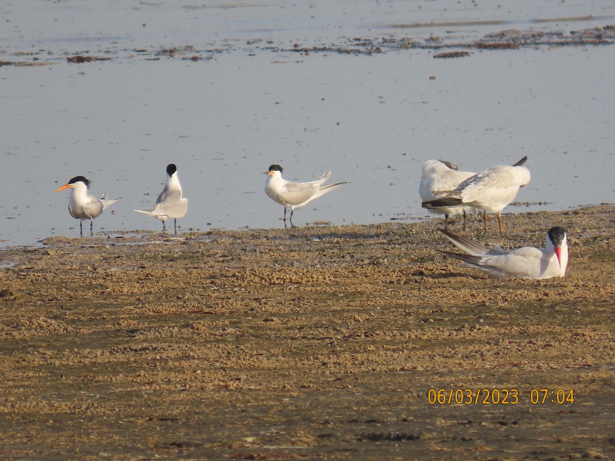 Lesser Crested Tern - ML580605881