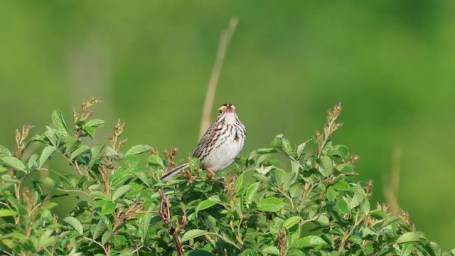 Savannah Sparrow - ML580605941